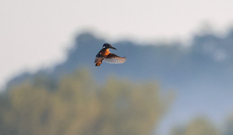 A lovely summers morning watching some beautiful birds, you could feel the crisp autumnal air, the vegetation is dying back, but the wildlife will always be there, fighting to survive!