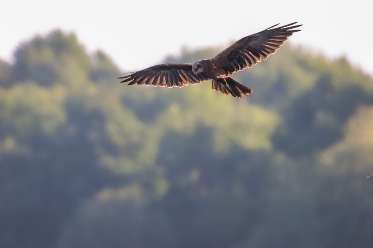 🐻Nature&wildlife 🦔 tweet media