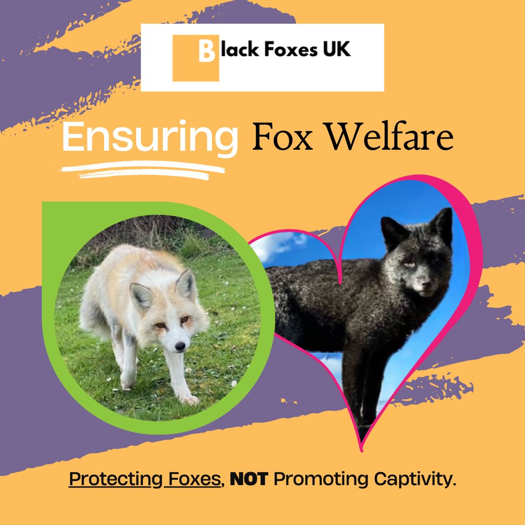 BlackFoxesUK's tweet photo. Do You Know What We Stand For? ππ¦
β We donβt breed foxes or promote fox keeping.
β
We protect wild & captive fox welfare and fight for stronger laws through education & advocacy.
π Learn more: https://t.co/GdCIfDmTZl
#ProtectFoxes #FoxConservation #WelfareNotBreeding https://t.co/SlJkyoavMs