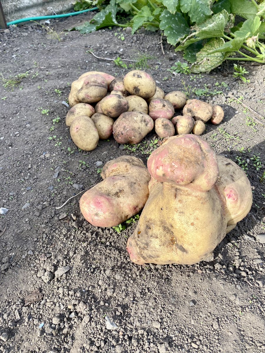 North East Nature (@neastnature) on Twitter photo Have any fellow allotmenteers ever dug up a huge, deformed potato the size of a head before? Or know what could have caused this?
Iāve just dug it up today and have never seen anything like it š
#Allotment #Allotmentlife #Potato #GardeningX <a href="/GWandShows/">BBC Gardeners World</a> Have any fellow allotmenteers ever dug up a huge, deformed potato the size of a head before? Or know what could have caused this?
Iāve just dug it up today and have never seen anything like it š
#Allotment #Allotmentlife #Potato #GardeningX <a href="/GWandShows/">BBC Gardeners World</a>
