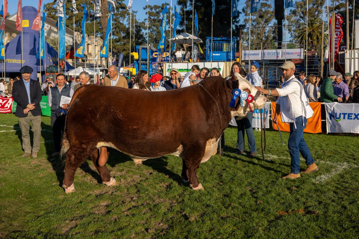 🏆Campeón Supremo, Gran Campeón y Campeón dos años Mayor Polled Hereford de Zaina SRL, Cabaña La Hormiga.
Brete 91, RP 1705.
 
🥈Reservado Gran Campeón Polled Hereford y Campeón dos años Menor de El Paraíso SG y Gilberto Rodríguez de Freitas.
Brete 87, RP 12347.

🥉Tercer Mejor