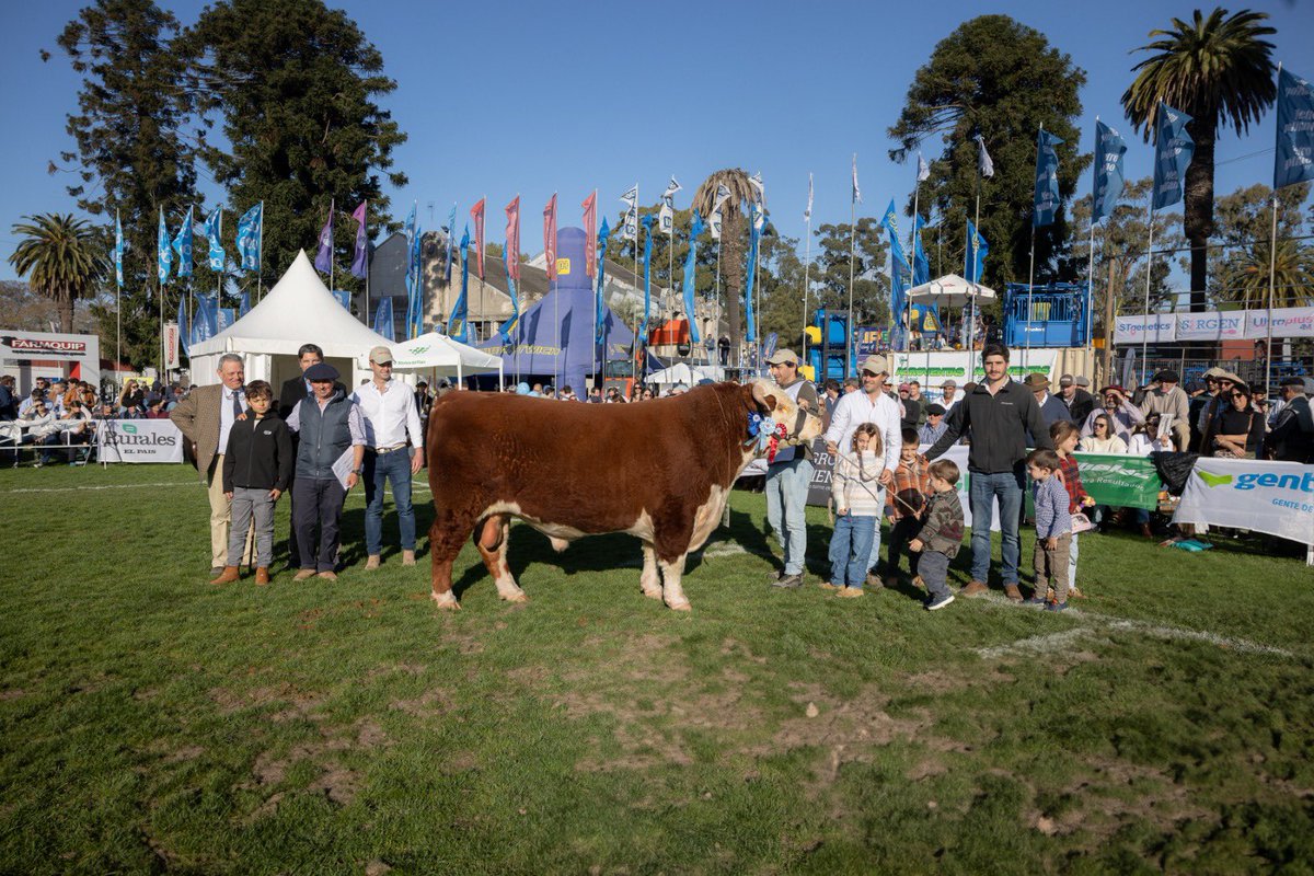 hereforduy's tweet photo. 🏆Gran Campeón Hereford y Campeón Senior Mayor de Lucía y Juan Manuel Romero Figari, Cabaña Las María.
Brete 26, RP 28.

🥈Reservado Gran Campeón Hereford y Campeón Ternero Mayor de Miguel Martirena Bove, Cabaña El Ceibal.
Brete 14, RP 10574.

🥉Tercer Mejor Macho Hereford y Campeón dos años Mayor de J. Ernesto Alfonso e hijos, Cabaña Las Anitas.
Brete 23, RP 11638.

🧬Felicitamos a los criadores y sus equipos por la excelente muestra de calidad genética.
