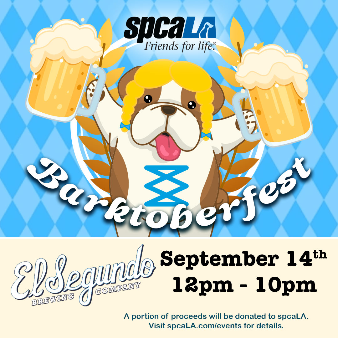 Join us this TODAY at El Segundo Brewing Company from 12pm-10pm for our first Barktoberfest event of the year!🍻 Enjoy craft beers and dog-friendly fun, all while benefiting spcaLA. A portion of sales go directly to help our shelter pets!🐶😺Thank you <a href="/ESBCBrews/">El Segundo Brewing</a> for your support!