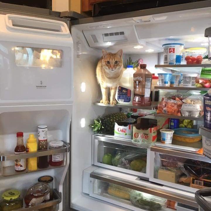 Jack the Cat 🧡🖤 tweet media