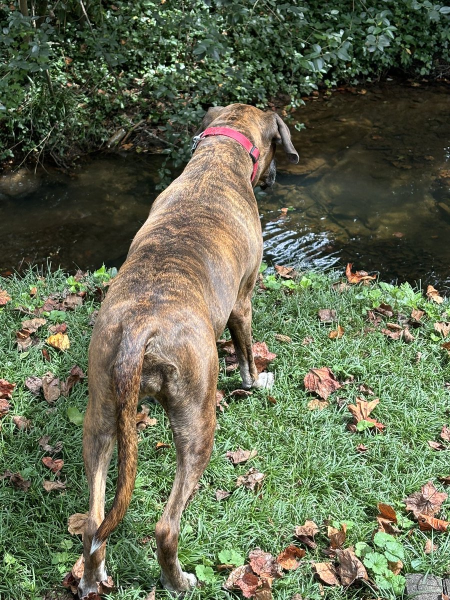 My dog, so funny when she’s intrigued by fish or some other thing in our creek.  With the kids grown and gone, thank goodness for pets or we’d be bored to death around here.  😆