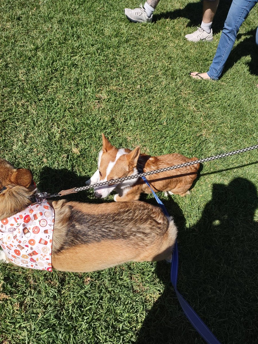 KlennytheCorgi's tweet image. Klenny making friends at #corgicon! #corgicrew #Klennies
