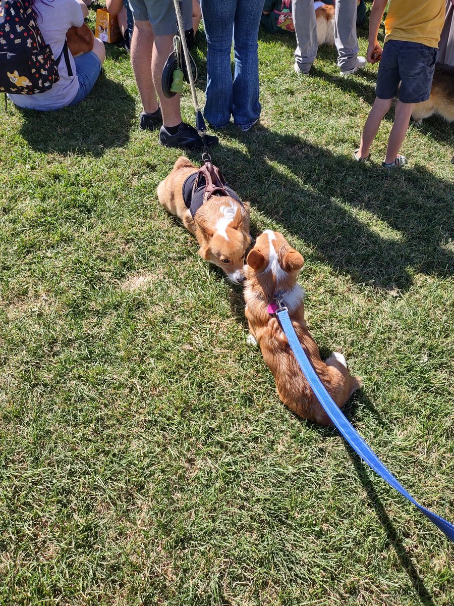 KlennytheCorgi's tweet image. Klenny making friends at #corgicon! #corgicrew #Klennies