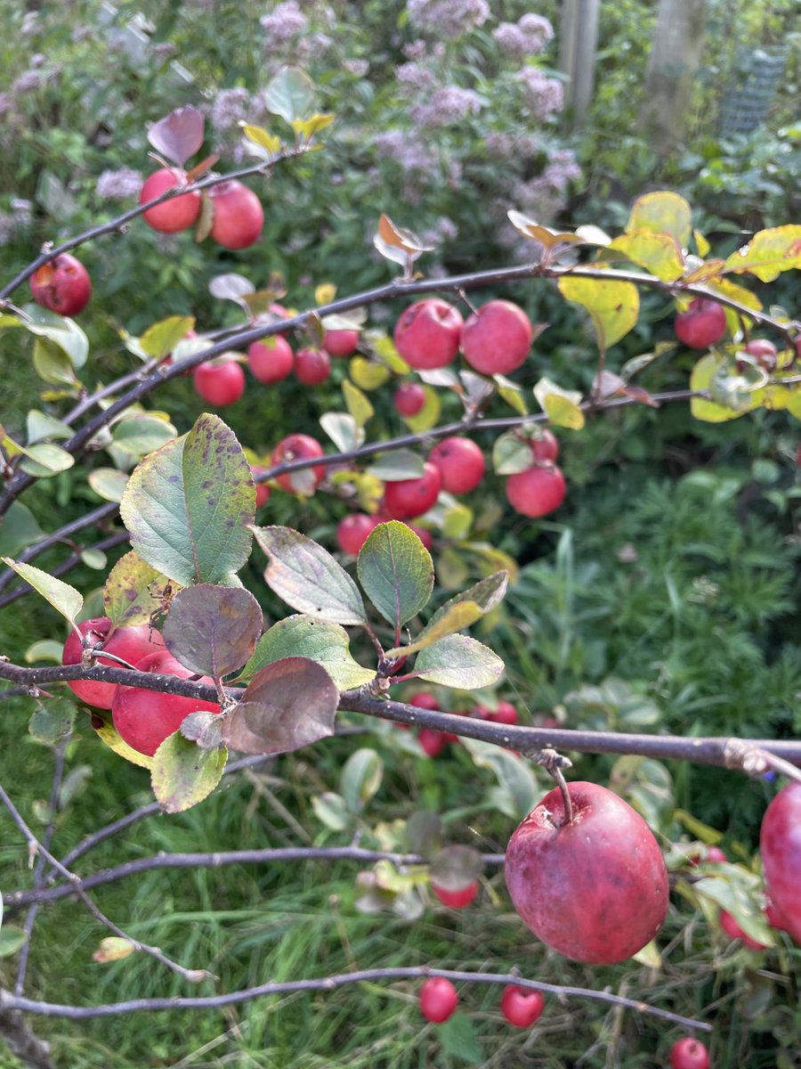 Piano-Forte 1805 tweet media