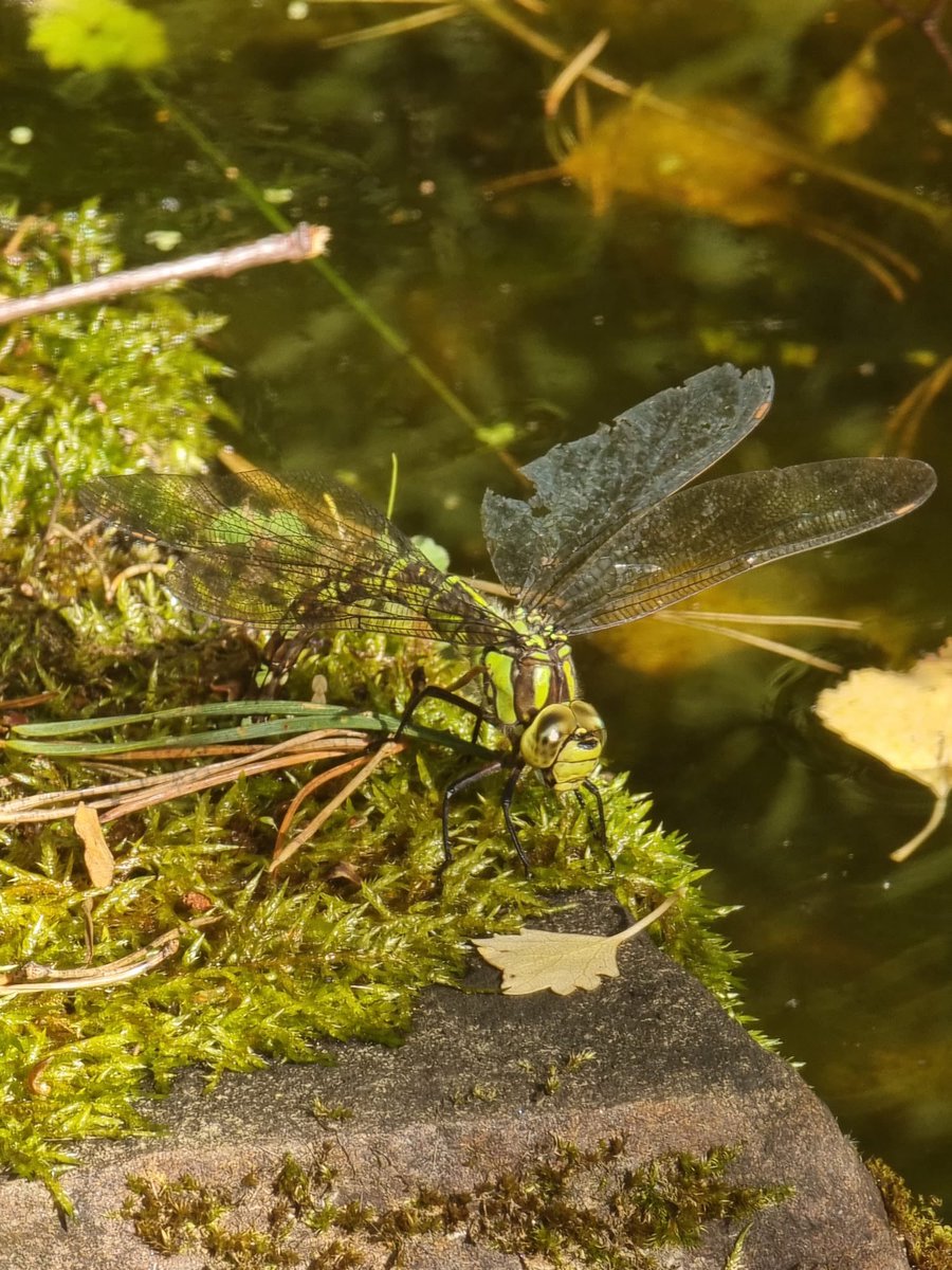 sdowns29's tweet photo. @AdamHartScience female emperor dragonfly? Bit beast and sat laying eggs in the pond by the looks of it 😊👌 https://t.co/6wpKLjK5Ay