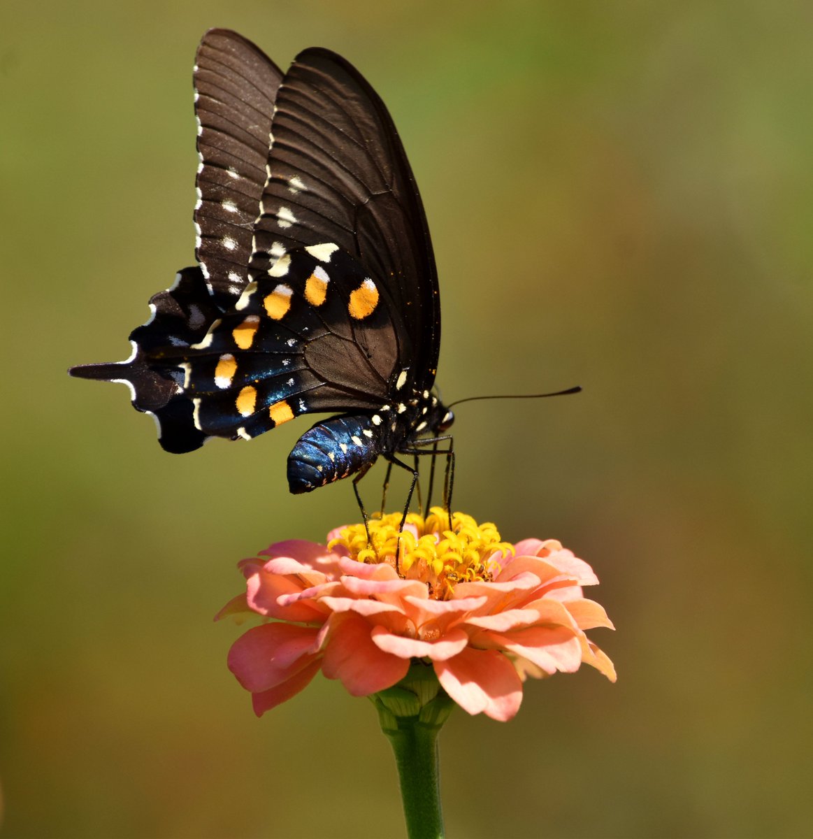 Into the eyes...🦋🌿🌸🍃🌻
