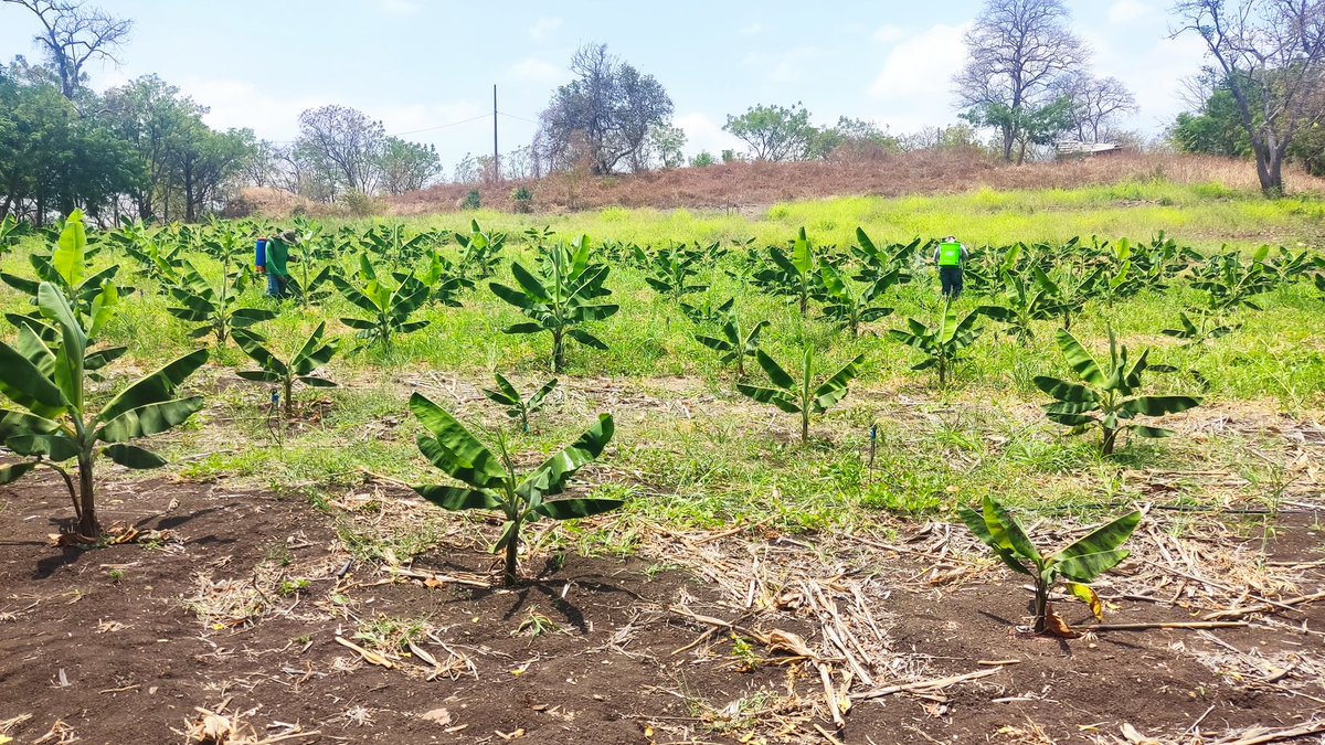 Frearmag3's tweet image. Así va nuestro bloque de mutantes Cavendish para la búsqueda de resistencia a Fusarium TR4. Nuestros análisis moleculares sugieren dos plantas con perfiles promisorios, será? Gracias a fondos de @espol seguimos firmes en desarrollar nuevas variedades.