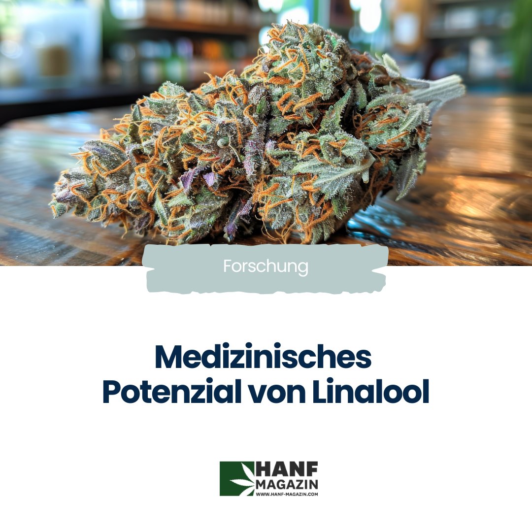 hanfmagazin's tweet image. 🌿 Wusstest du, dass Linalool für den Lavendelduft verantwortlich ist und in vielen Hanfsorten wie White Widow vorkommt?  

hnf.link/G6NK

#Hanfmagazin #Cannabis #Linalool #Terpene #Lavendel #WhiteWidow