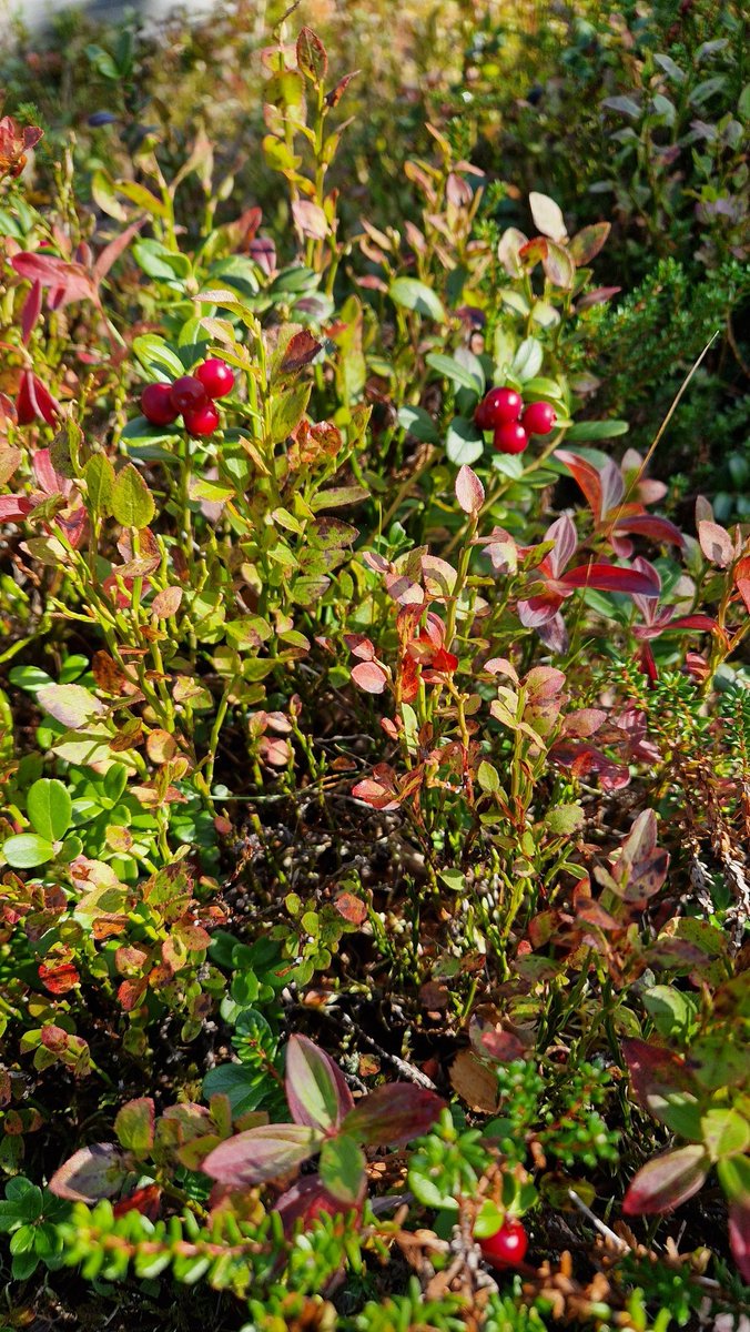 Sigrid Nakrem tweet media