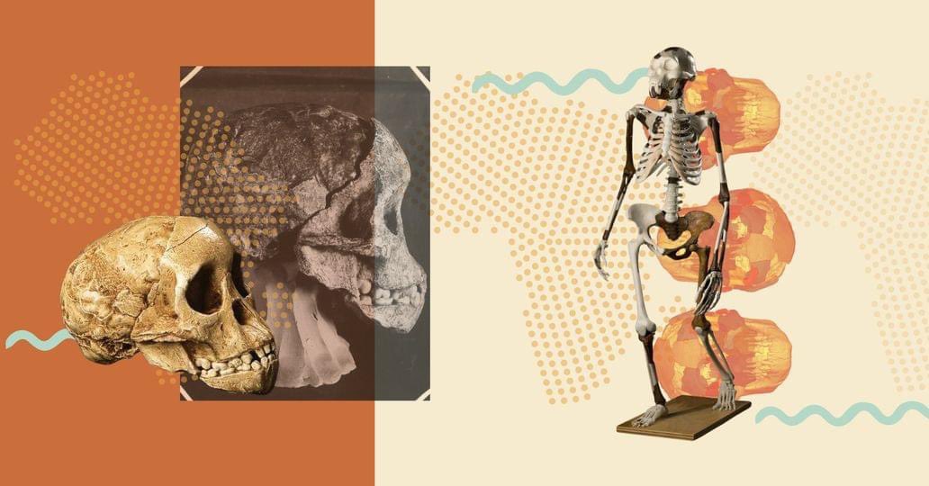 TewabeNegash's tweet photo. Had a great time attending the #Leakey Foundation's online event on #African palaeoscience and seeing my friends and myself featured in the presentation! Thank you all for your fantastic presentations!
#PAST #Paleoanthropology #Lucy https://t.co/SaLxCWWIGp