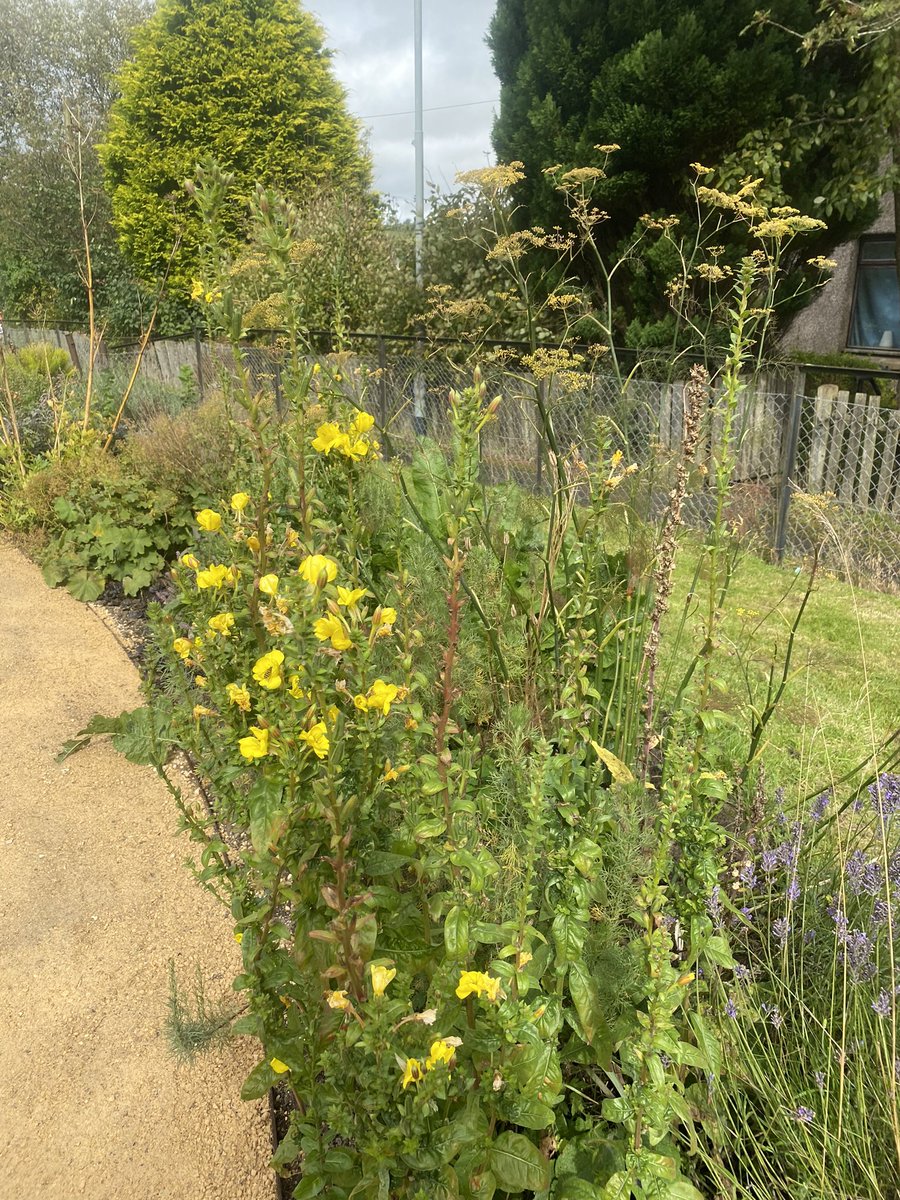 kittysull1's tweet photo. A lovely, tranquil space created in the community garden at Boghall Parish Church by VIVA Boghall. Wildflowers, accessible planters, growing spaces and a central meeting point with a hammock to enjoy the quiet, it really does have something for everyone. https://t.co/KaHXLShTHf