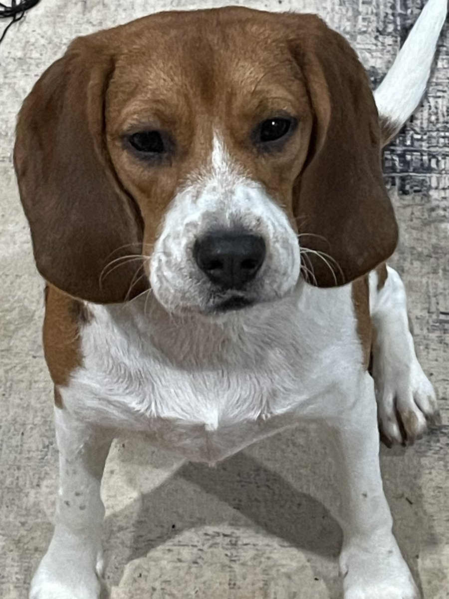 JGL2018's tweet photo. @BaileyCarlin I recommend getting pet insurance. I was at emergency vet last night with my dog cause she got stung/bit by something that made her face swell. 
She’s better now. https://t.co/3VUVqv0wS0