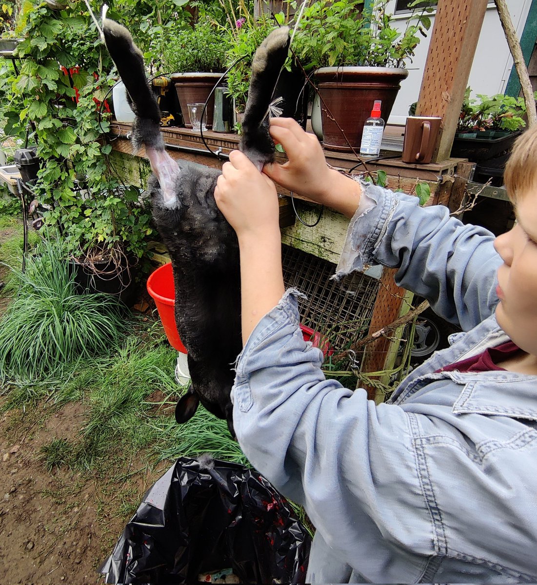 DirkWalstead's tweet photo. Saturdays are working days on the farm
Digging potatoes, picking apples and skinning rabbits
It's all in a day's work for the boys
One thing I see with many young men just starting into the trades is they have no idea how to work because they've never done it before
#workwithdad https://t.co/4jQ3KF7GxK