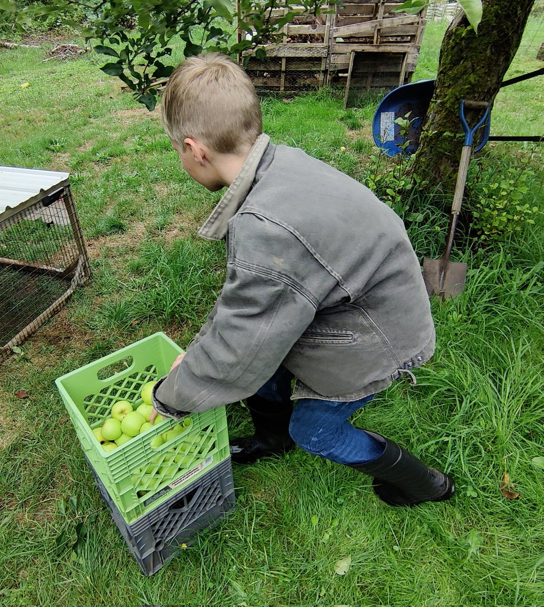 DirkWalstead's tweet photo. Saturdays are working days on the farm
Digging potatoes, picking apples and skinning rabbits
It's all in a day's work for the boys
One thing I see with many young men just starting into the trades is they have no idea how to work because they've never done it before
#workwithdad https://t.co/4jQ3KF7GxK