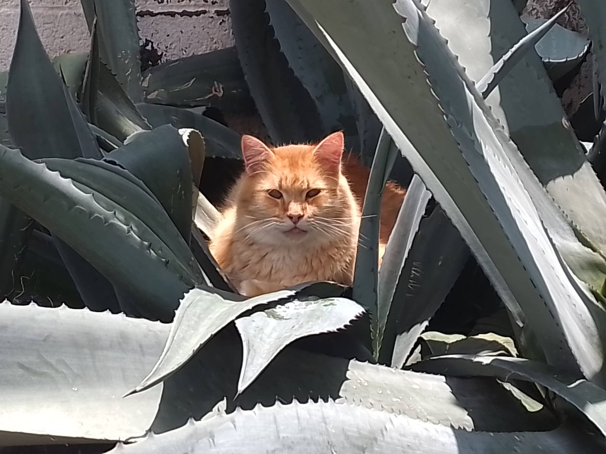 Rox Franco 😏 tweet media