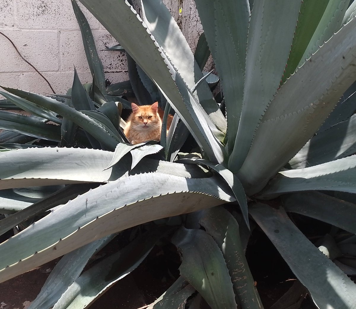 Todo el mundo sabe que el mejor lugar para descansar, es en medio de un enorme agave, ¿Verdad?
#LógicaDeGato 🙄😹