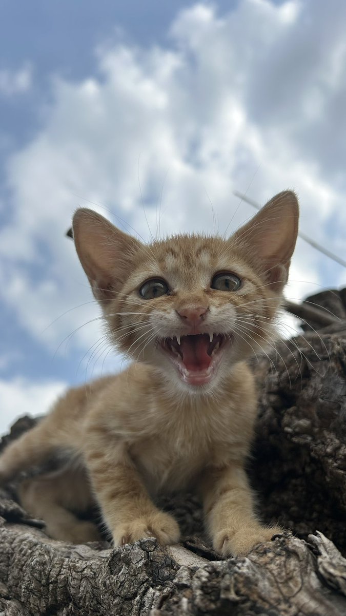 benlimhtp's tweet photo. @PostsOfCats https://t.co/AnBoo6JPOk