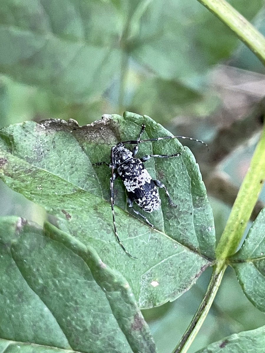 Tom Hibbert tweet media