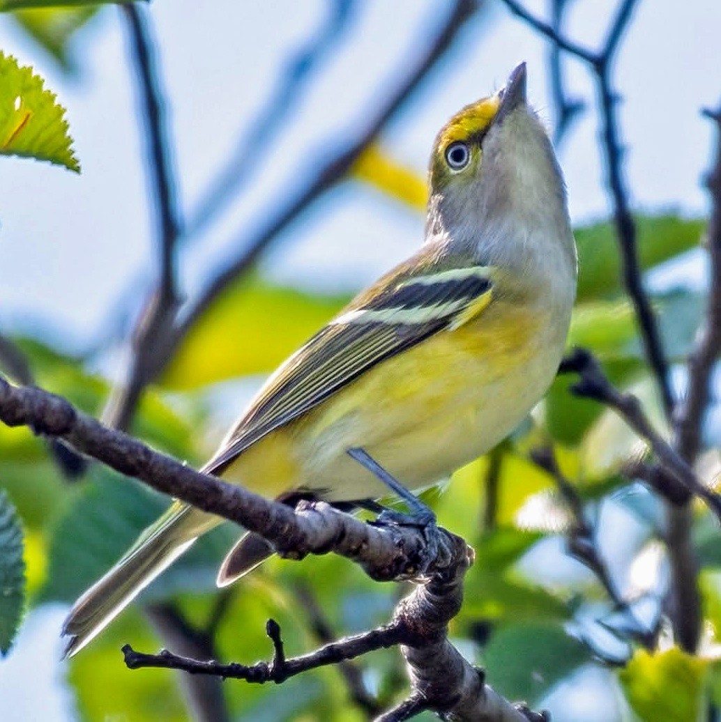 BirdCentralPark's tweet photo. A White-eyed Vireo, one of Central Park's prettiest birds, in the North Meadow today. 💛 #birdcpp https://t.co/q8K7RaSaQ8