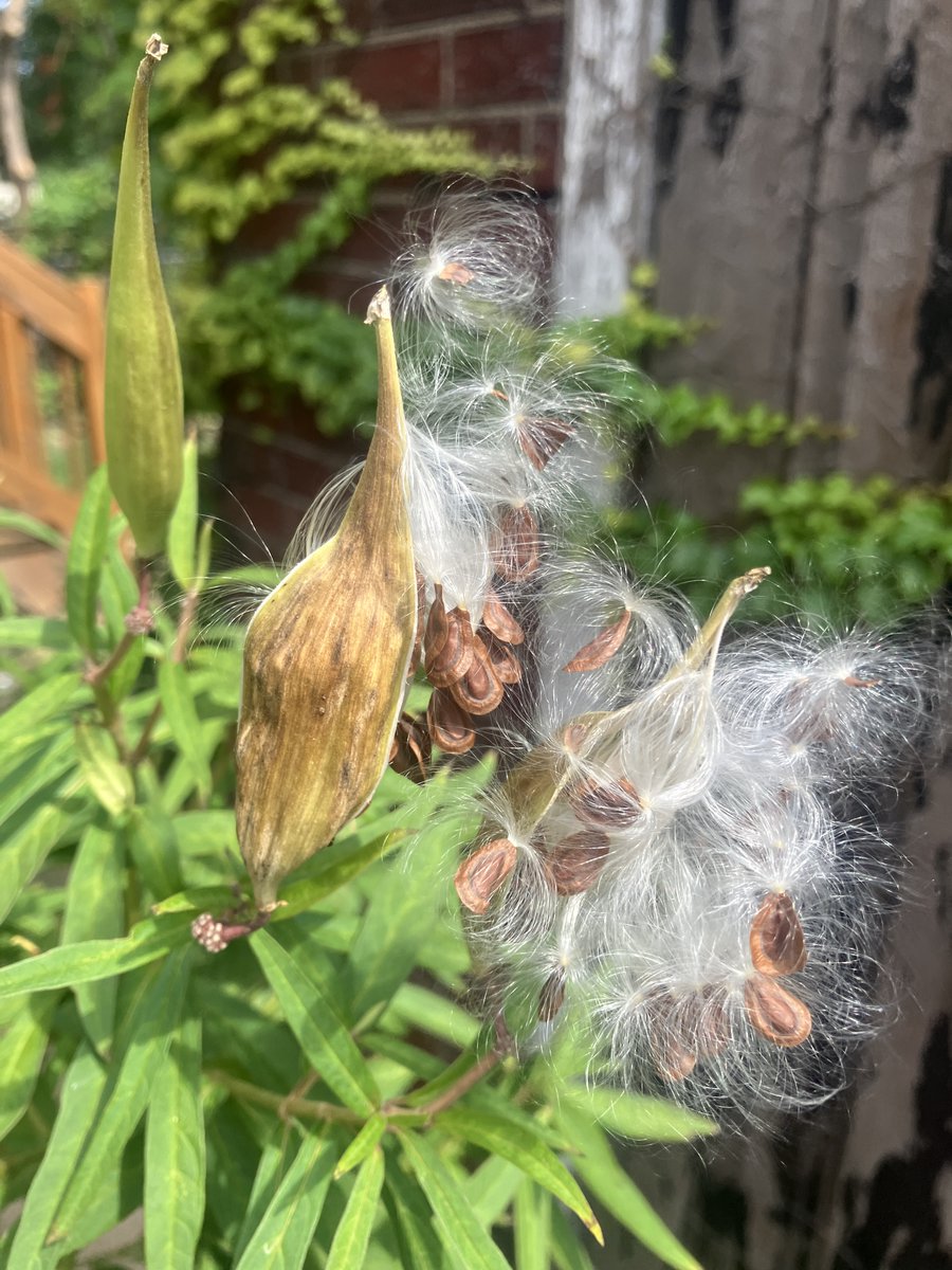 alison anastasio tweet media