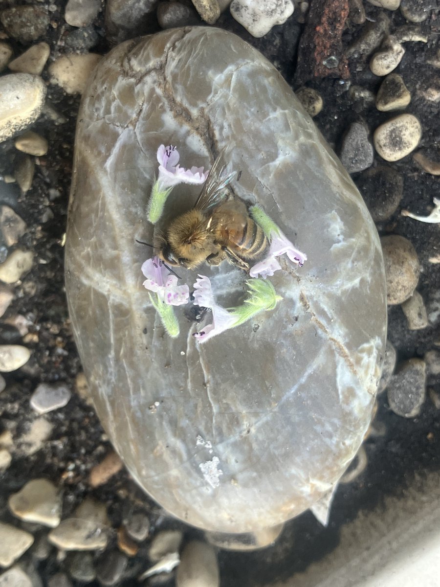 alison anastasio tweet media