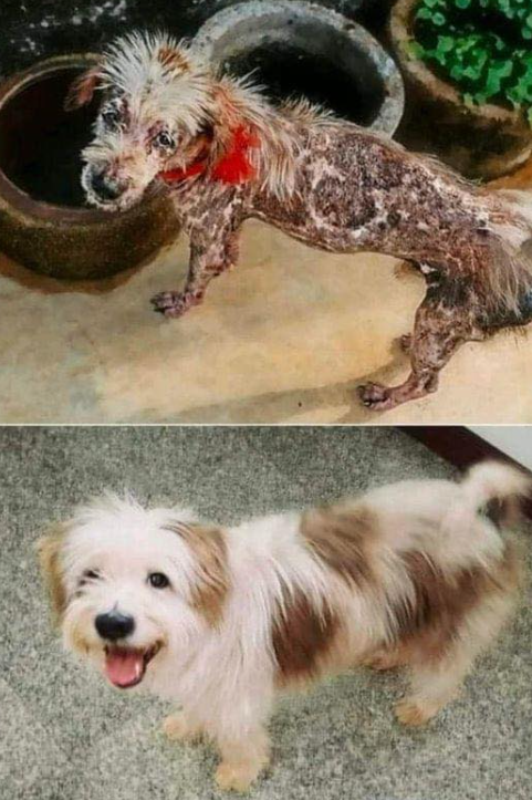 Beyond_theleash's tweet photo. Love can transform everything to beautiful ❤️ https://t.co/mUARtv4QWk