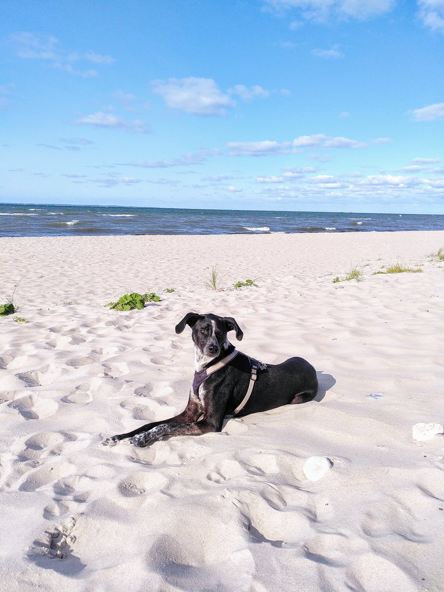 RudithavdL's tweet photo. "Rudy, was ist am Schönsten auf dem Foto? Der Himmel? Das Meer? Oder der puderfeine Sand?"
"Hö? Ich verstehe die Frage nicht. ICH bin doch auf dem Bild!!!" https://t.co/FGRbGcJXna