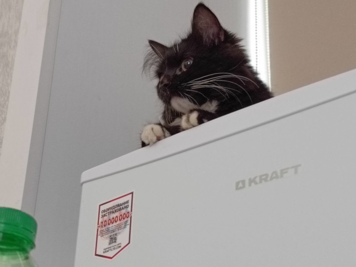 москва! поретвитьте пожалуйста. хороший человек не хочет потерять свою кошку🖤🤍