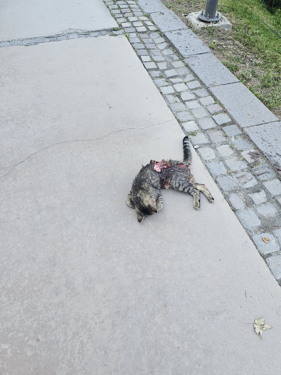Arzu Topeli🩺👩🏻⚕️👩🎓🇹🇷 (@atopeli) on Twitter photo Bu sabah dikmen vadisinde köpek çetelerinin çok olduğu bir yerde gerçekleşti :(
Bitmeyecek :(
<a href="/cankayabelediye/">Çankaya Belediyesi</a> <a href="/ankarabbld/">Ankara Büyükşehir</a> Bu sabah dikmen vadisinde köpek çetelerinin çok olduğu bir yerde gerçekleşti :(
Bitmeyecek :(
<a href="/cankayabelediye/">Çankaya Belediyesi</a> <a href="/ankarabbld/">Ankara Büyükşehir</a>