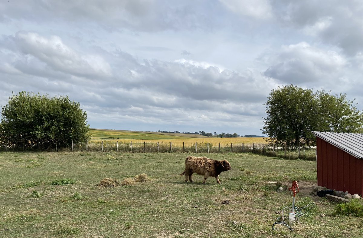 douglasmilesCRG's tweet photo. Colo, Iowa
Highland cows at the Mulcahy Barn (constructed 1885). #Iowa  #BarnTour https://t.co/Vm3SLPi0Jz