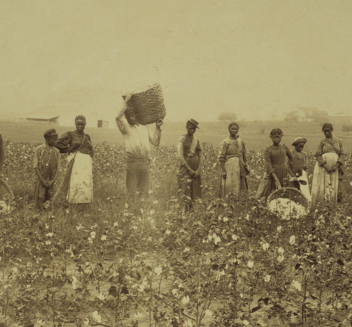 LegacySites's tweet image. Increased demand for cotton led to the large-scale trafficking of enslaved people from the Upper South to the Lower South. By 1850, an estimated 1.8 million of the 3.2 million enslaved people in the U.S. were forced to produce Cotton.