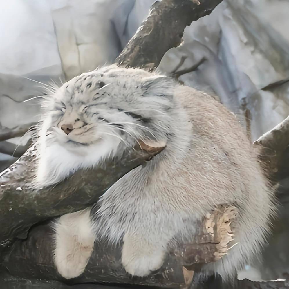 Daily Manul (@dailymanul) on Twitter photo 