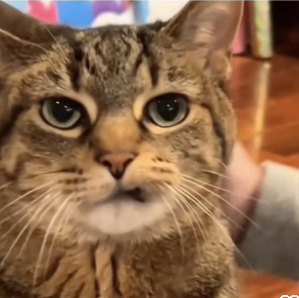 Thomas S. tweet media