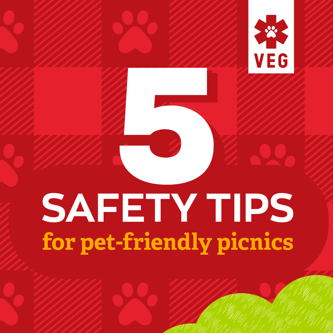 VEGERforpets's tweet image. Pets at a picnic—yay or no way? 🧺🍉🥏🌳 If you play it safe, everyone, including your pet, can have a great time. 🐶Unleash the ultimate picnic guide in our blog - your pet will thank you! 🐾 ow.ly/ts2H50SYyBi

#vegolution #pethospital #petsafety #picnic