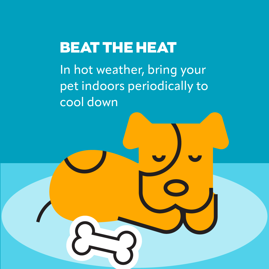 VEGERforpets's tweet image. Pets at a picnic—yay or no way? 🧺🍉🥏🌳 If you play it safe, everyone, including your pet, can have a great time. 🐶Unleash the ultimate picnic guide in our blog - your pet will thank you! 🐾 ow.ly/ts2H50SYyBi

#vegolution #pethospital #petsafety #picnic