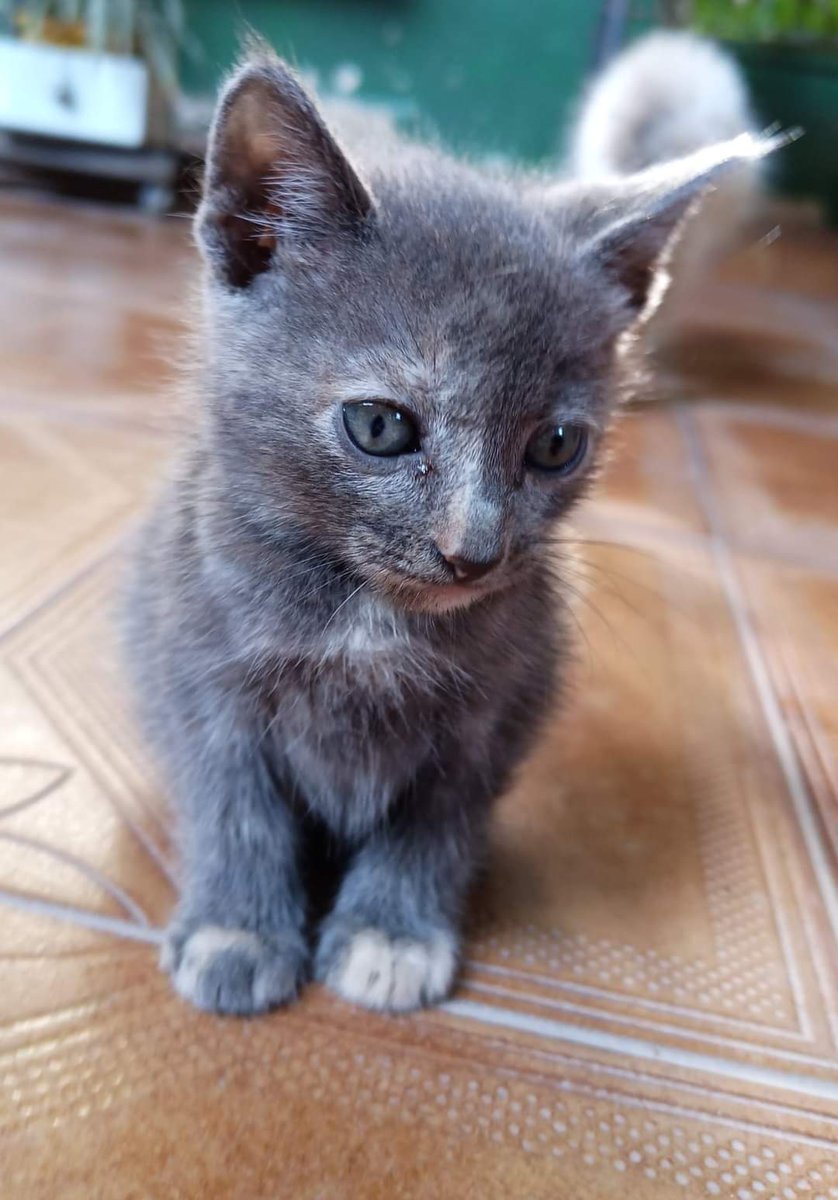 koalandeMichi's tweet photo. GATITA EN ADOPCIÓN 😻
⏩ ZONA LAMBARÉ
⏩HEMBRA
⏩0971599243

RT 👇🏻 https://t.co/8PiBQXdPAQ