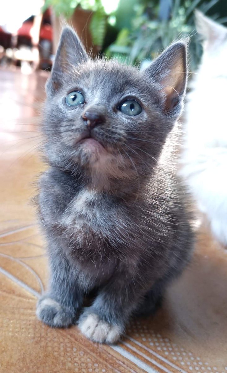 koalandeMichi's tweet photo. GATITA EN ADOPCIÓN 😻
⏩ ZONA LAMBARÉ
⏩HEMBRA
⏩0971599243

RT 👇🏻 https://t.co/8PiBQXdPAQ
