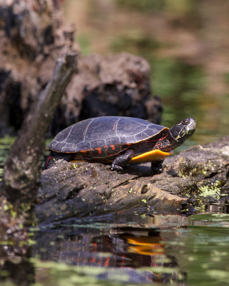 SamuelBarlow's tweet photo. In my opinion, though a common species, the Eastern Painted Turtle is the prettiest turtle species we’re fortunate to have here in the Southeast (aside from the Eastern Box Turtle). 🐢
.
.
#easternpaintedturtle #wildlifephotography #barlowstudio #ncwildlife https://t.co/AuppaPR8xV
