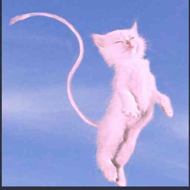 MonkeyLook - @almc_solana tweet media