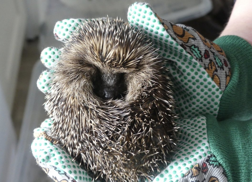 Felicity Liggins tweet media