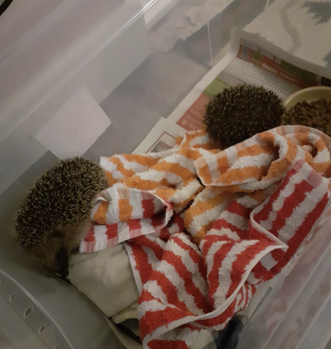 Felicity Liggins tweet media