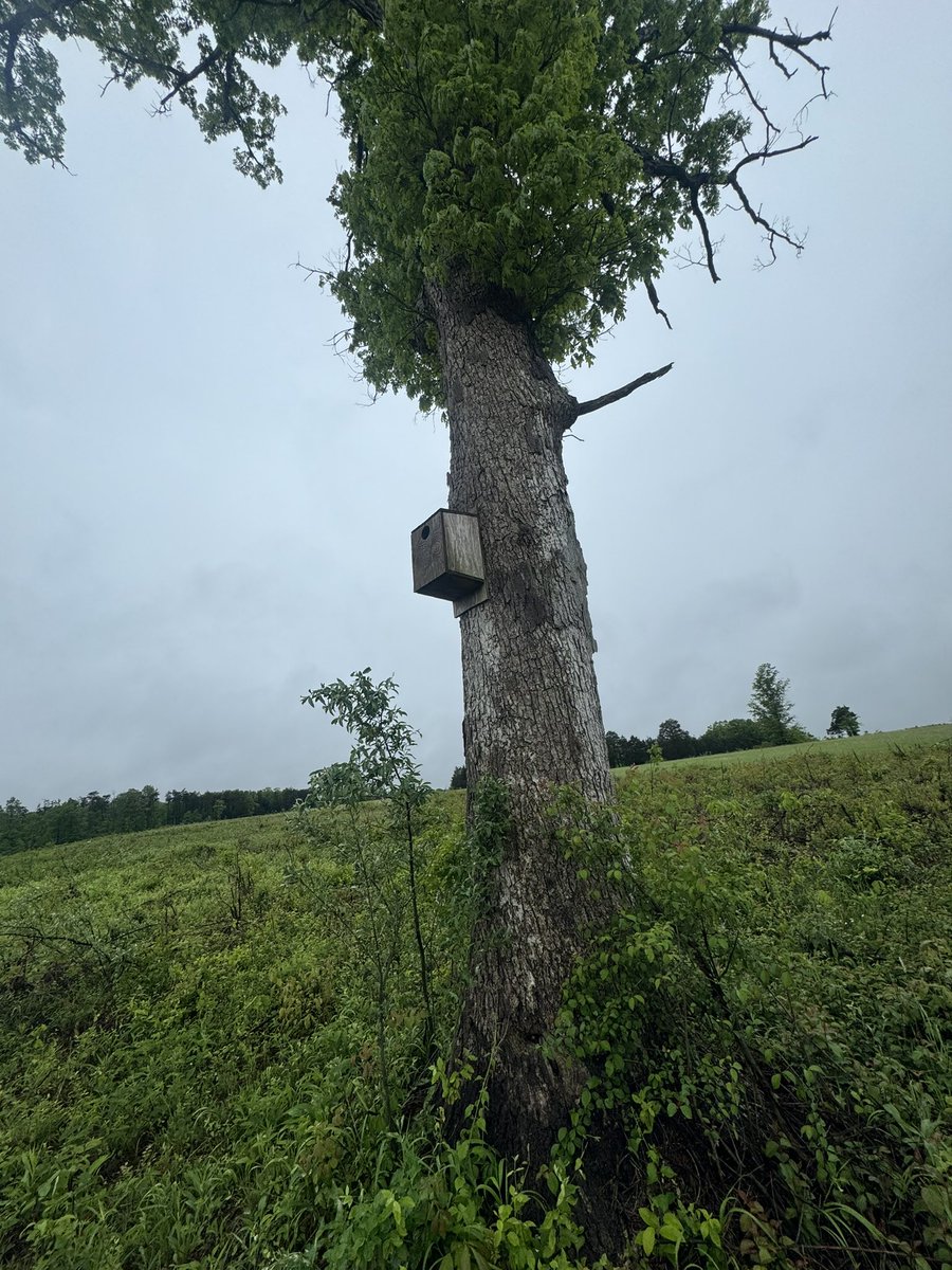 The first 4 boxes cut, sanded and ready for assembly. Our <a href="/hawkwatchint/">HawkWatch International</a> #johnnyLigouriScholarship Great American Kestrel Nestbox Project is halfway done with our first batch for <a href="/ManassasNPS/">ManassasNPS</a>