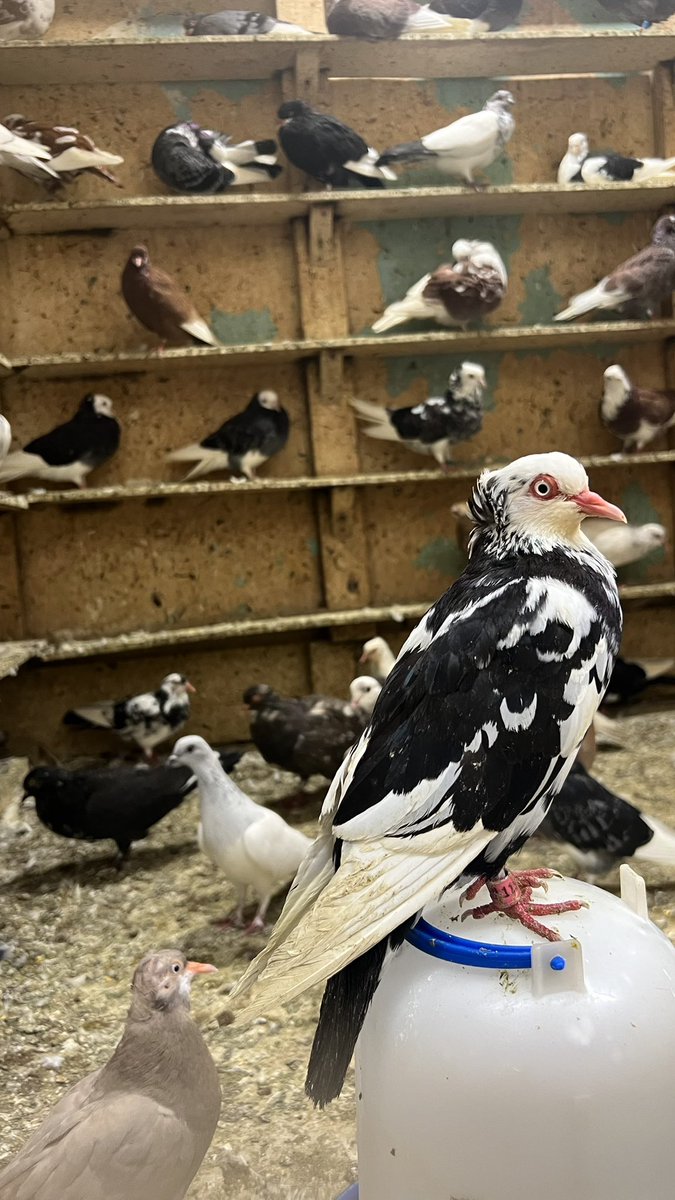 Zoe Sadokierski tweet media