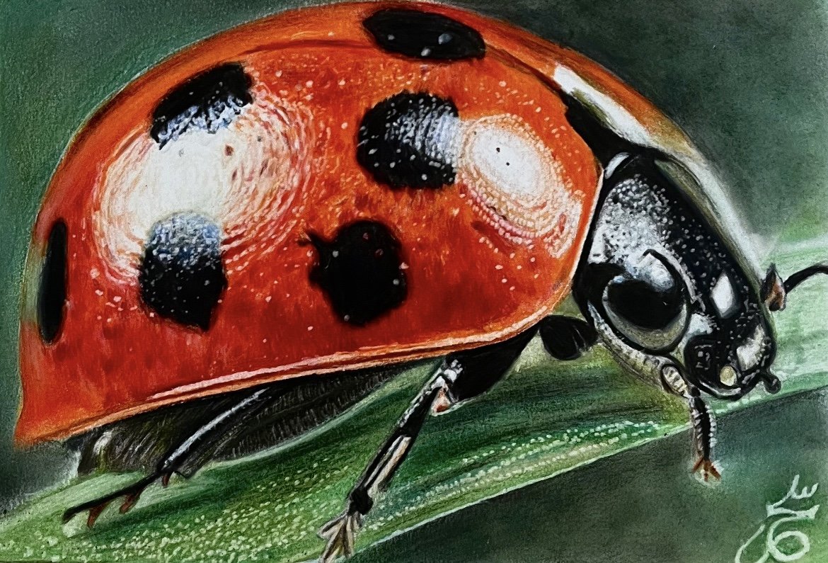 sahar_ghrmni80's tweet photo. 👩🏻🎨It's not photo it's physical painting with colored pencils
____________
🐞Name: Ladybug
🐞Edition: 2/10 left
🐞Price: 6 #xtz
__________
#nftpainter
#art
🔗https://t.co/Dn9G7CELVb https://t.co/ccC6pA8LQS
