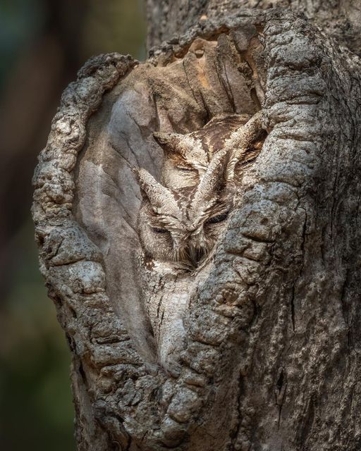 Claudia_Zahn's tweet image. These insect-eating, nocturnal birds are tough to spot because of how they blend into their habitat. #BeTheTree
📸: @saroshngp
By #NatureAndAnimals 
#NaturePhotography #Plant #Plants #Flower #Flowers #Animal #Animals #Wildlife #WildlifePhotography #Photographer