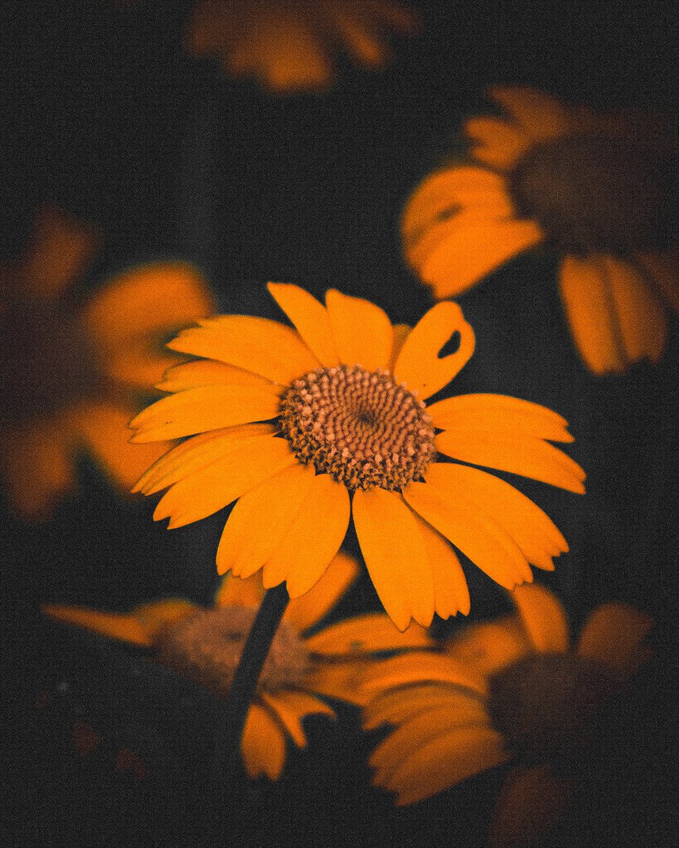 monkbonk's tweet image. Good Night #DarkEdition